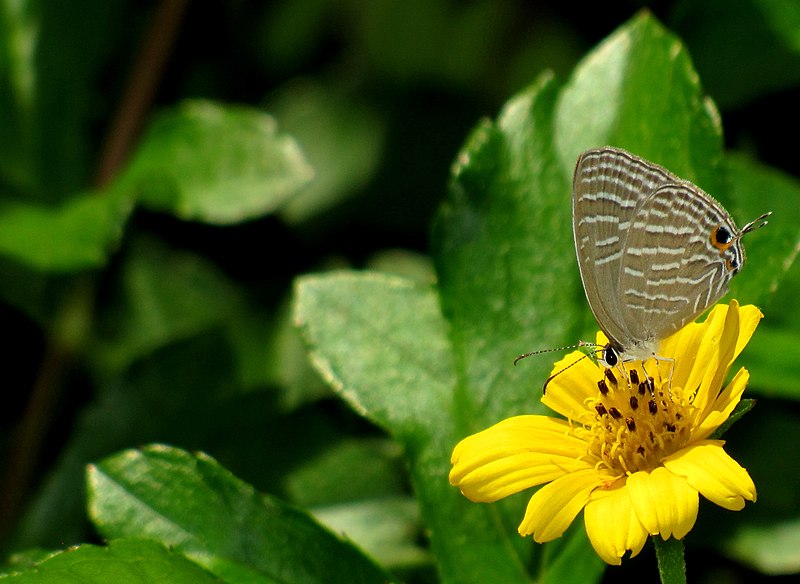 File:Common Cerulean (Jamides celeno) 01 07 15 2012.jpg