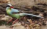 Common Green Magpie 2.jpg