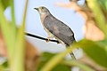 * Nomination: Common hawk-cuckoo (Hierococcyx varius) at Kairwaan gaon, Dehradun district. --Satdeep Gill 15:55, 13 April 2022 (UTC) * Review Tail obscured by blurry vegetation. --Tagooty 04:29, 14 April 2022 (UTC)