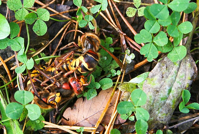 File:Common wasp mating.jpg