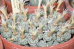 Miniatura para Conophytum minimum