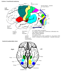 File:Constudproc - inferior view (Fusiform gyrus).png - Wikimedia Commons