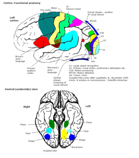 Анатомическая схема коры головного мозга и полей зрительной коры