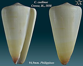 Conus coelinae