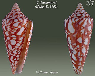 <i>Conus kawamurai</i> species of mollusc