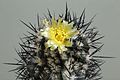 Copiapoa algarrobensis FK 530-IMG 7245.jpg