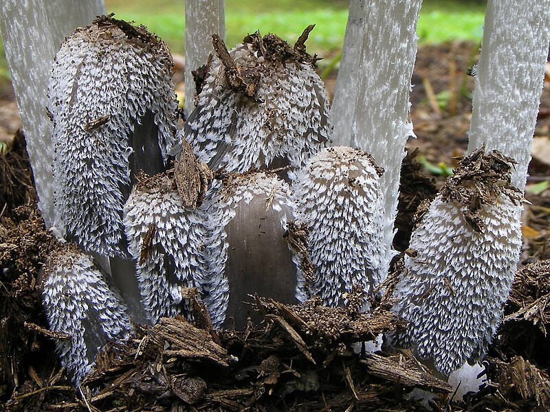 File:Coprinopsis lagopus DSCF3845.JPG