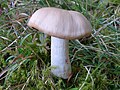 !Cortinarius malachius!