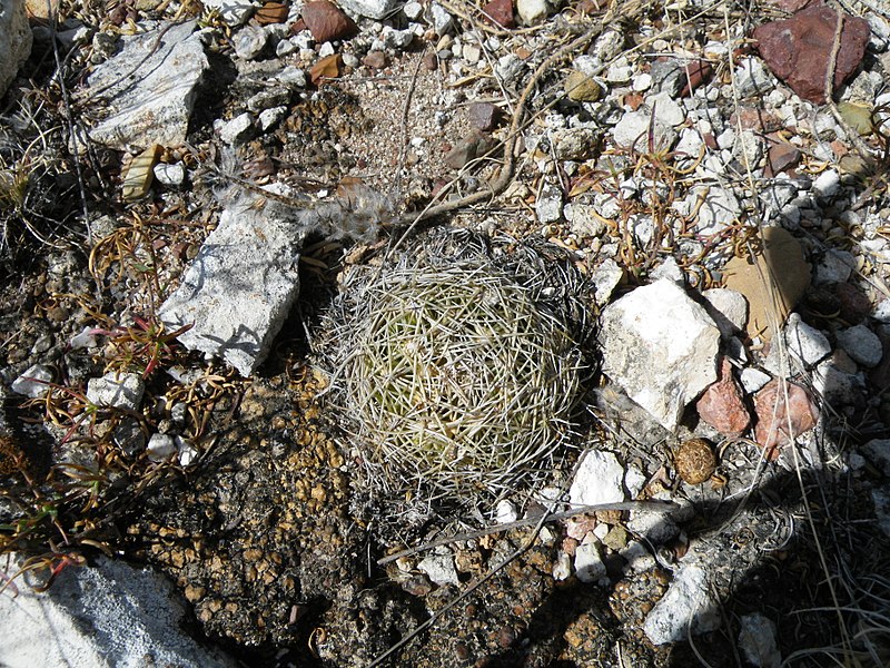 File:Coryphantha ottonis (5740891356).jpg