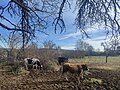 File:Cows in Salas de los Infantes.jpg