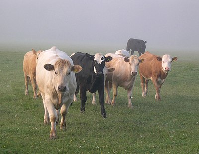 Several cows in the mist.