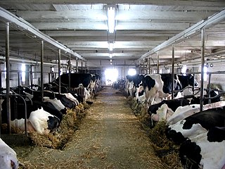 <span class="mw-page-title-main">Dairy farming in Canada</span> Overview of dairy farming in Canada