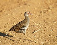 African crake CrakeAfrican2(byMarkTittley).jpg