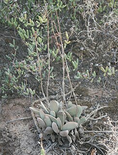 <i>Crassula cotyledonis</i> species of plant