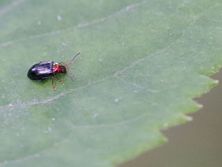 <i>Crepidodera nitidula</i> Species of beetle