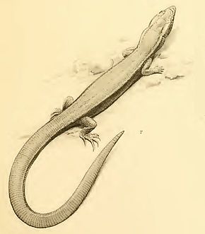 Beschrijving van de afbeelding Cricosaura typica - EN Fischer.jpg.