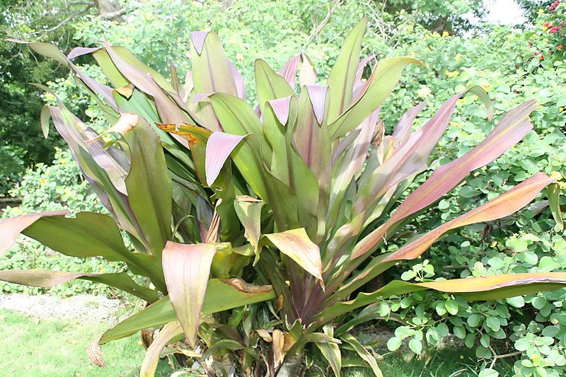 File:Crinum procerum 2zz.jpg