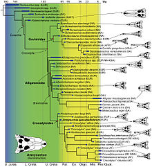 Cladogram with skull diagrams Crocodyloidea.jpg