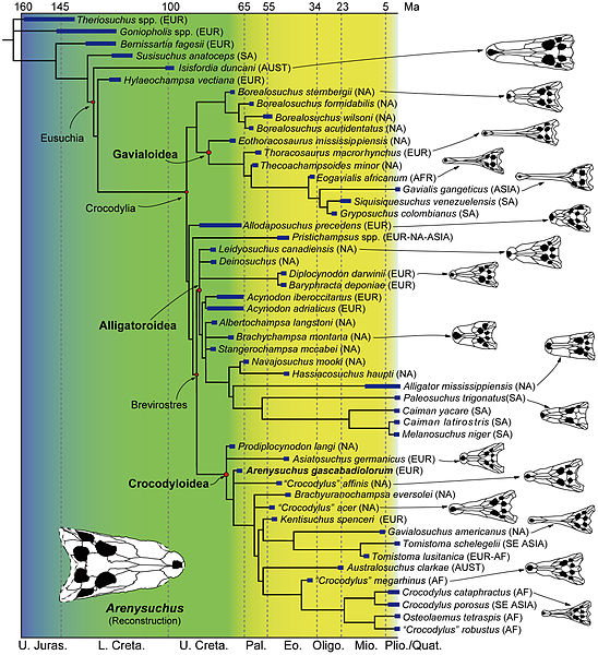 Cladogram with skull diagrams