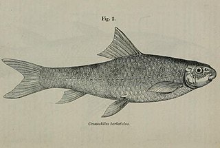 <i>Crossocheilus diplochilus</i> species of fish