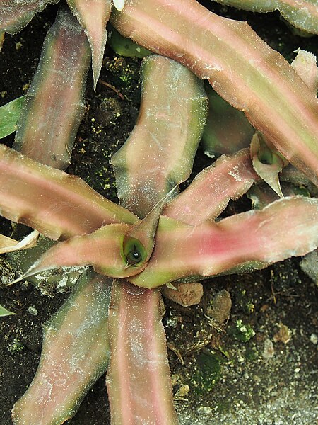 File:Cryptanthus acaulis Skrytokwiat bezłodygowy 2019-05-03 03.jpg