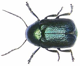 Cryptocephalus hypochaeridis