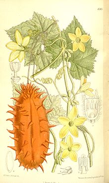 C. metuliferus, ilustracija