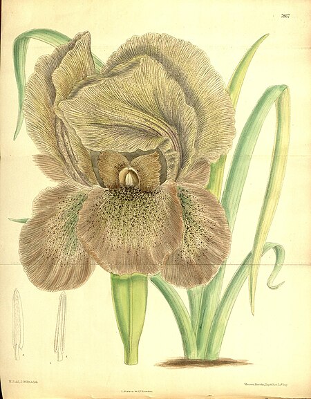 Curtis's botanical magazine (Tab 7867) (8346225971).jpg