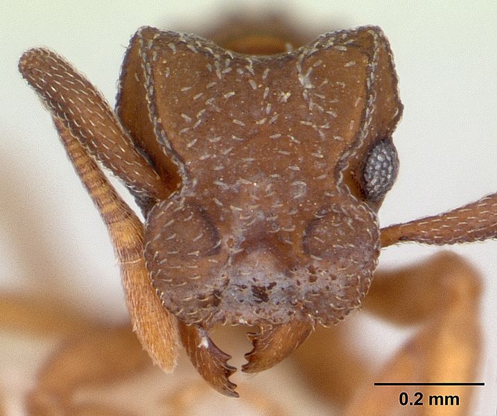 File:Cyphomyrmex minutus casent0173957 head 1.jpg