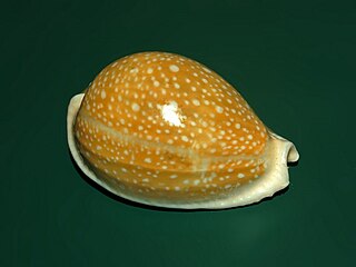 <i>Naria miliaris</i> Species of gastropod