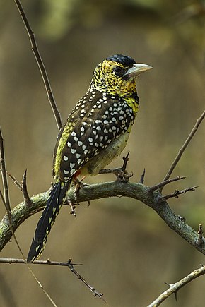 Popis tohoto obrázku, také komentován níže