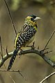 D'Arnaud's barbet