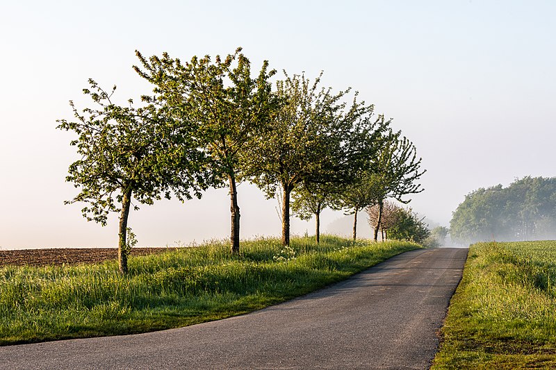 File:Dülmen, Rorup, Bauerschaft Hanrorup -- 2021 -- 8116.jpg