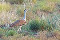 * Nomination: Great Indian Bustard. By User:Saurabhsawantphoto --Satdeep Gill 03:56, 28 July 2023 (UTC) * Review Appears overprocessed. Needs meaningful file name and location in the Summary and CATs. --Tagooty 03:18, 3 August 2023 (UTC)