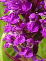 Dactylorhiza incarnata Germany - Geinsheim (Neustadt an der Weinstraße)