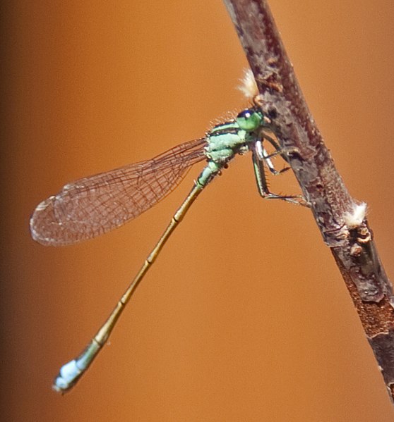 File:Damselfly green blue tail 2 (3823359598).jpg