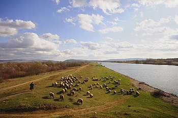 Стадо на испаши поред Канала Дунав—Тиса—Дунав код Делиблатске пешчаре (пуна величина: 4.288 × 2.848 *)
