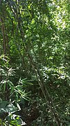 Dense lianas in a tropical lowland coastal forest in Mindanao, Philippines 02.jpg
