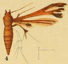 Deuterocopus tengstroemi