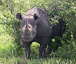 Masai Mara Viltreservat