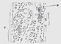 Die Gartenlaube (1884) b 598_1.jpg Fig. 1. Kommabacillen auf feuchter Leinwand