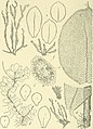 Die Musci der Flora von Buitenzorg - zugleich Laubmoosflora von Java (1900-1922.) (20310695404).jpg