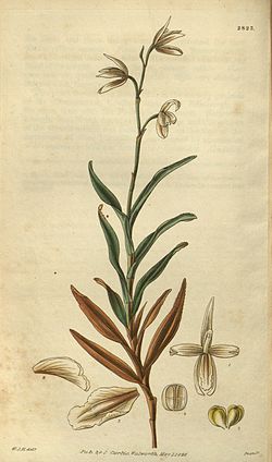 Dilomilis montana (as Octomeria serratifolia) - Curtis' 55 (N.S. 2) pl. 
 2823 (1828). 
 jpg