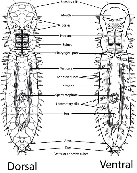 File:Diplodasys rothei legends.jpg