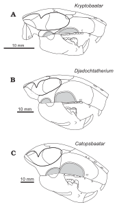 Djadochtatheriidae.svg