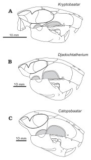 Thumbnail for Djadochtatherioidea