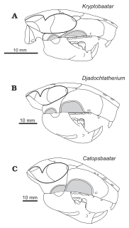 Djadochtatherioidea superfamily of mammals (fossil)