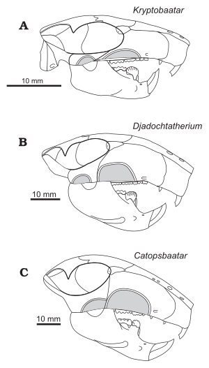 Drawings of three similar skulls; Catopsbaatar is at the bottom