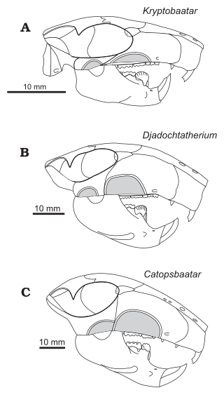 <span class="mw-page-title-main">Djadochtatheriidae</span> Extinct family of mammals