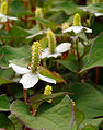 Houttuynia cordata (Doku-dami)